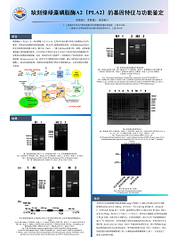 林美枝电子墙报.png