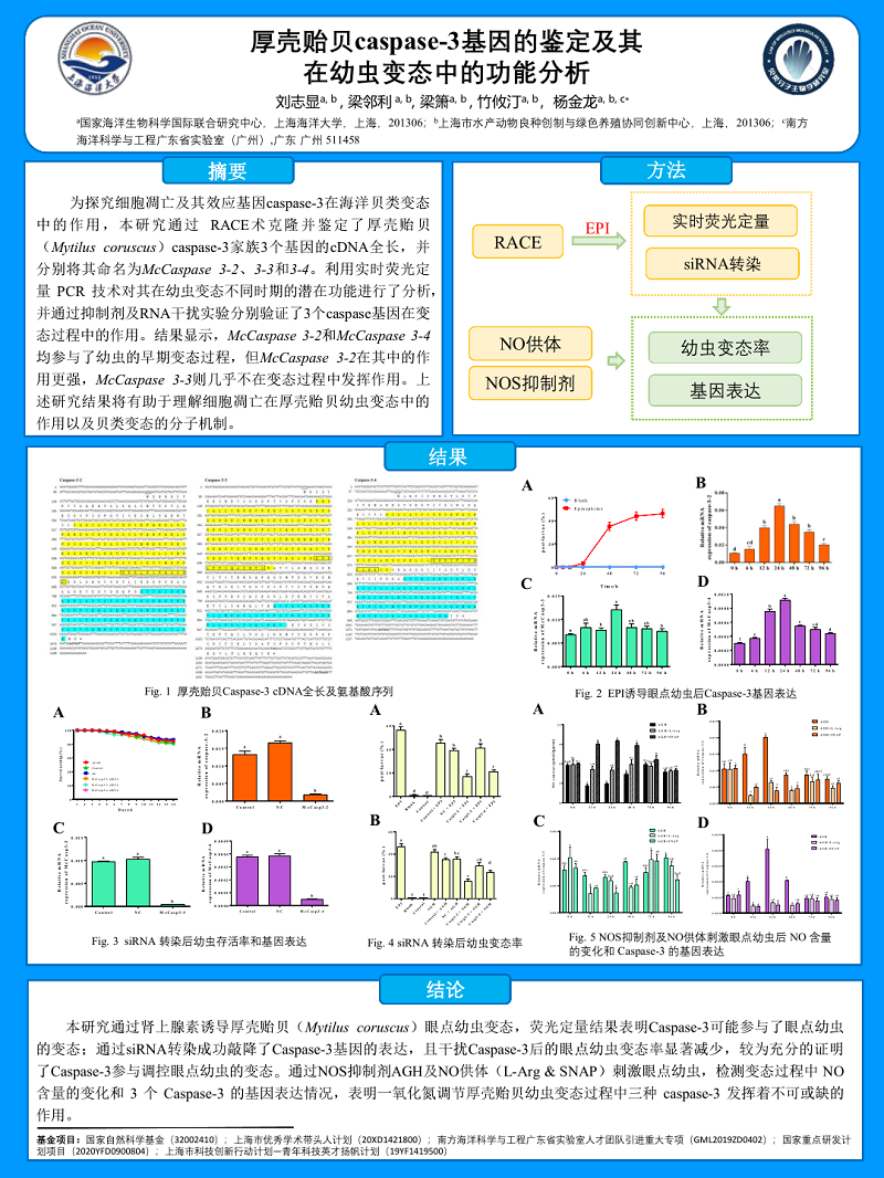 刘志显-上海海洋大学-厚壳贻贝caspase-3基因的鉴定及其在幼虫变态中的功能分析(1).png