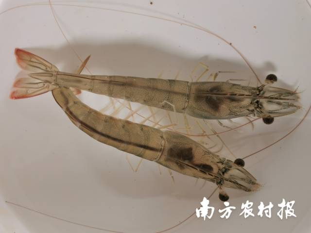 一条虾让农民创收26.56亿元！广东海洋大学如何.png