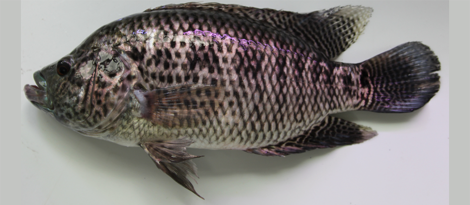 图16.马那瓜丽体鱼（Parachromis managuensis）.png