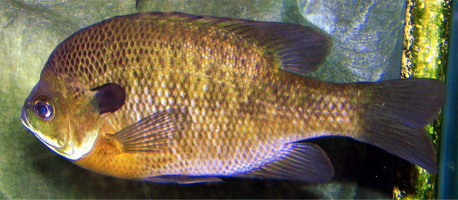 图30.1.蓝鳃太阳鱼（Lepomis macrochirus）.png