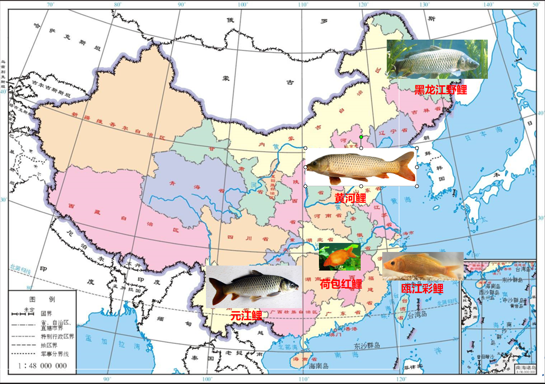 图38.不同水系的鲤鱼（Cyprinus carpio）地方品种.png