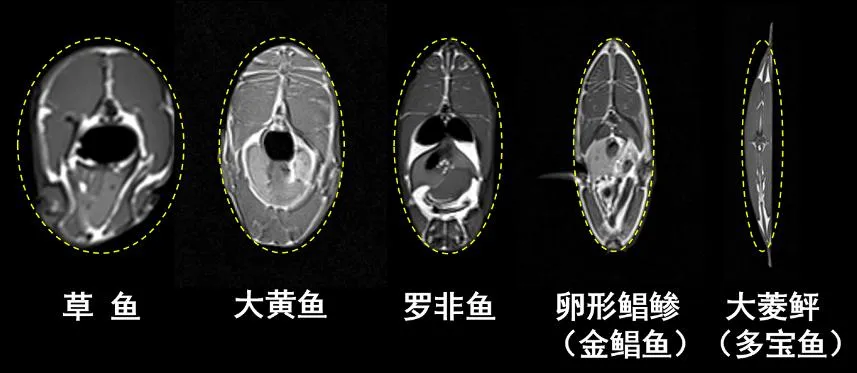 “肥鱼之美”的科学诠释-2.png