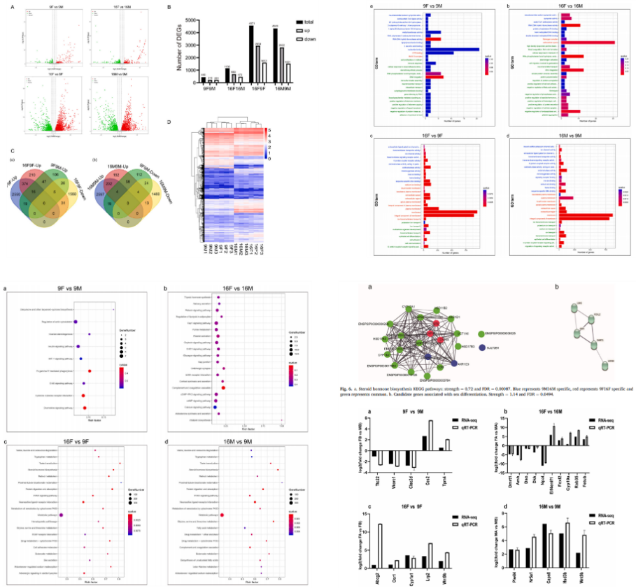 6.23-珠江所揭示中华鳖雌雄二态性差异表达谱-2.png
