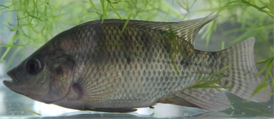 图9.1.尼罗罗非鱼（Oreochromis niloticus）.png