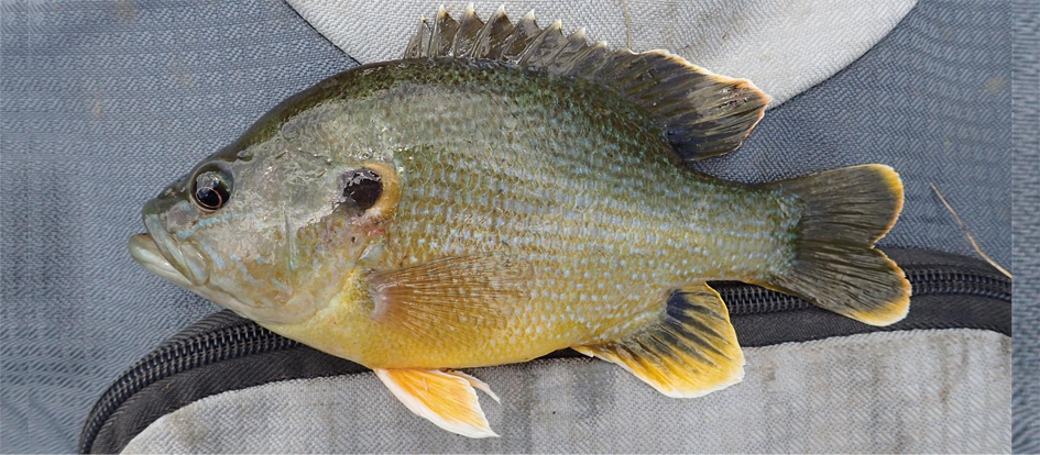 图30.2.绿太阳鱼（Lepomis cyanellus）.png